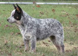 $800 usd (shipping included!) click here to be notified when new australian cattle dog puppies are listed. Australian Cattle Dogs For Sale Ads Free Classifieds Australian Cattle Dog Puppy Australian Cattle Dog Blue Heeler Dogs