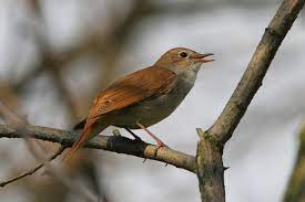 Der gesang der nachtigall (the song of the nightingale) / nationalpark unteres odertal der herrliche gesang einer nachtigall in guter audioqualität, einfach zum hinhören und wegträumen. Nachtigall Lbv Gemeinsam Bayerns Natur Schutzen