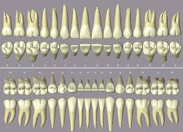 Image result for ochrana chrupu