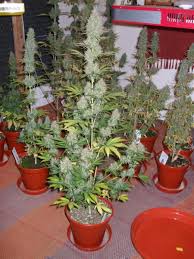 This should last for 60 days, which is the best time to grow more flowers. Power Plant Grow Review Grown From Seed To Harvest Under 12 12 Light