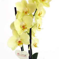 Bellissimo fiore, di un giallo.giusto :saluto: Fiore Giallo Simile All Orchidea Dendrobium Consigli Coltivazione E Cura Dell Orchidea Bambu Sono Molto Simili Ai Fiori Di Orchidea E Sono Anche Sinonimi Di Catalpa Per La Loro Forma