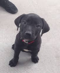 All orders are custom made and most ship worldwide within 24 hours. Pin On Dogs