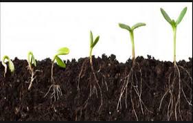 Unduh gratis berbagai kategori gambar bunga & alam menakjubkan. Uh Biologi Kls Xii Biology Quiz Quizizz