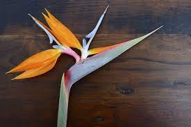 Bird Of Paradise Flower Meaning Flower Meaning