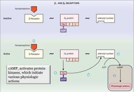 beta adrenergic receptors trzeciakowski medicine