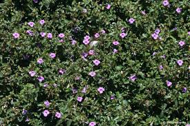 Image result for Barleria