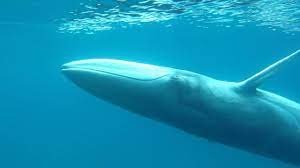 Omura's whale - Wikipedia
