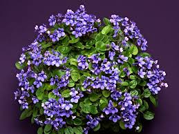 Pittman) semidouble vivid pink frilled. African Violet Varieties Hgtv