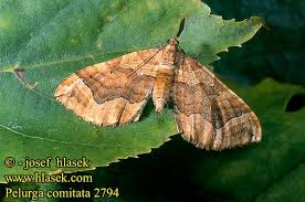 Image result for Pelurga comitata