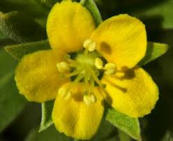 Image result for Surianaceae