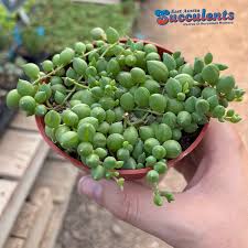 Image result for Senecio letouzeyanus