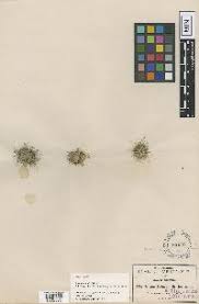 Image result for Bulbostylis scabricaulis