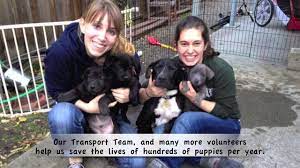 Maybe you would like to learn more about one of these? Pound Puppy Rescue Northern California San Francisco Bay Area Dog Adoption