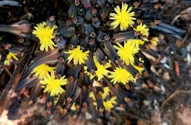Image result for Launaea rarifolia