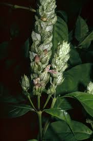 Image result for Justicia betonica