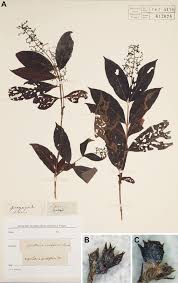 Image result for Bertiera