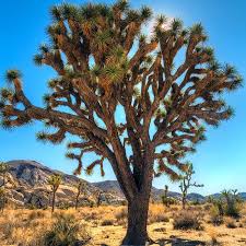 Joshua tree wildflowers 1 datura. Joshua Tree Yucca Brevifolia High Country Gardens