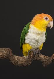 Questions answered every 9 seconds. White Bellied Caique Care Diet More Pionites Leucogaster Psittacology