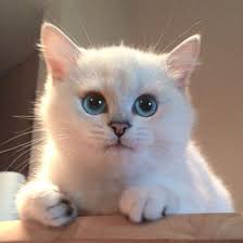 Gorenlerin Asik Oldugu Kedi 15 Foto Haber Galeri Evcil Hayvan Urunleri Hayvan Kedi