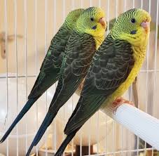 Black Birds You Can Have As Pets Black Wing Budgerigars Haustiere Spruche Tierliebe Wellensittich