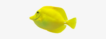 Fondo Burbujas Pez Pez Coral Reef Fish Transparent Png 432x295 Free Download On Nicepng