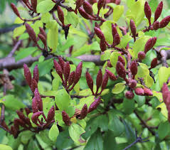 Image result for Hymenodictyon austro-africanum