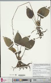 Image result for Manniella