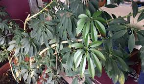 Umbrella Plant Care Growing Tips And Tricks You Had Me At Gardening