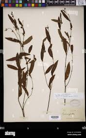 Image result for Triumfetta setulosa