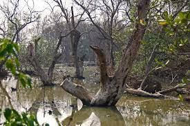Beberapa dekade silam hutan bakau di thailand dihancurkan demi membangun industri tambak udang. Hutan Bakau Wikipedia Bahasa Indonesia Ensiklopedia Bebas