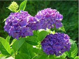 Pin On Flower Power