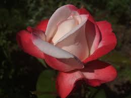 Karena saking beragamnya maka tak heran banyak diantaranya yang menjadikan kegemarannya. Bunga Bunga Mawar Foto Gratis Di Pixabay