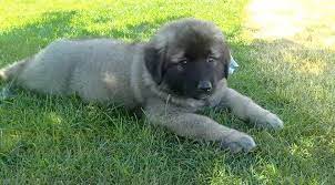 Caucasian Shepherd For Sale Or Adoption Latest Ads Caucasian Shepherd Dog Caucasian Mountain Dog Caucasian Shepherd