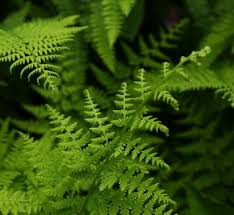 Image result for Dennstaedtiaceae