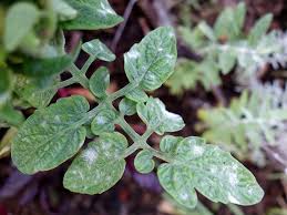 Jul 04, 2021 · those white spots on the plant leaves are fungal structures and spores that thrive in the warming temperatures and rains of spring. White Spots On Tomato Plants Causes Natural Treatments Dre Campbell Farm
