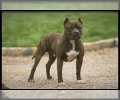 Join millions of people using oodle to find puppies for adoption, dog and puppy listings, and other pets adoption. Puppyfinder Com American Staffordshire Terrier Puppies Puppies For Sale Near Me In Ohio Usa Page 1 Displays 10