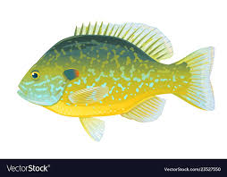 Pumpkinseed Sunfish Royalty Free Vector Image Vectorstock Fish Illustration Alphabet Pictures Fish