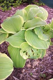 Repeat daily until the slugs are gone. Dealing With Slugs In The Garden