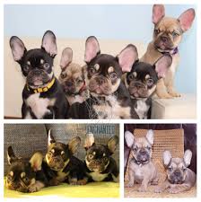 Should i adopt a french bulldog? French Bulldogs For Sale In Pa L2sanpiero