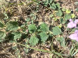 Image result for Dicerocaryum eriocarpum