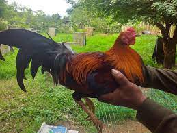 Pin on Gamefowl Breeds