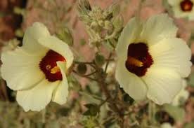 Image result for Hibiscus engleri