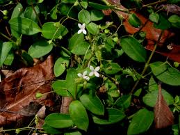Image result for Oldenlandia geophila