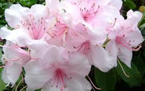 Tips Les Fleurs De Bordure Fleurs Photo Fleurs