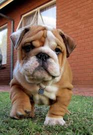 Pin By Aleyna On Repinned Dog Stuff Cute Animals Cute Dogs Animals