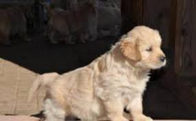 Golden Retriever Manisa Fiyatlari Ikinci El Sifir Kiralik Ilanlar