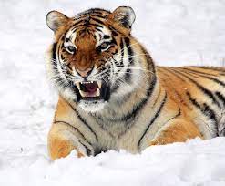 How Long Do Tigers Live Tiger Lifespan