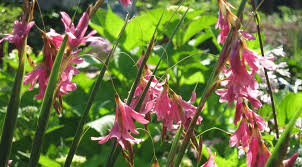 Image result for Dierama formosum