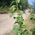 Image result for Acalypha fruticosa