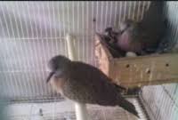 Beda lovebird jantan dan betina (cherewed.com). Cara Membedakan Tekukur Jantan Dengan Betina Archives Duniapeternakan Com